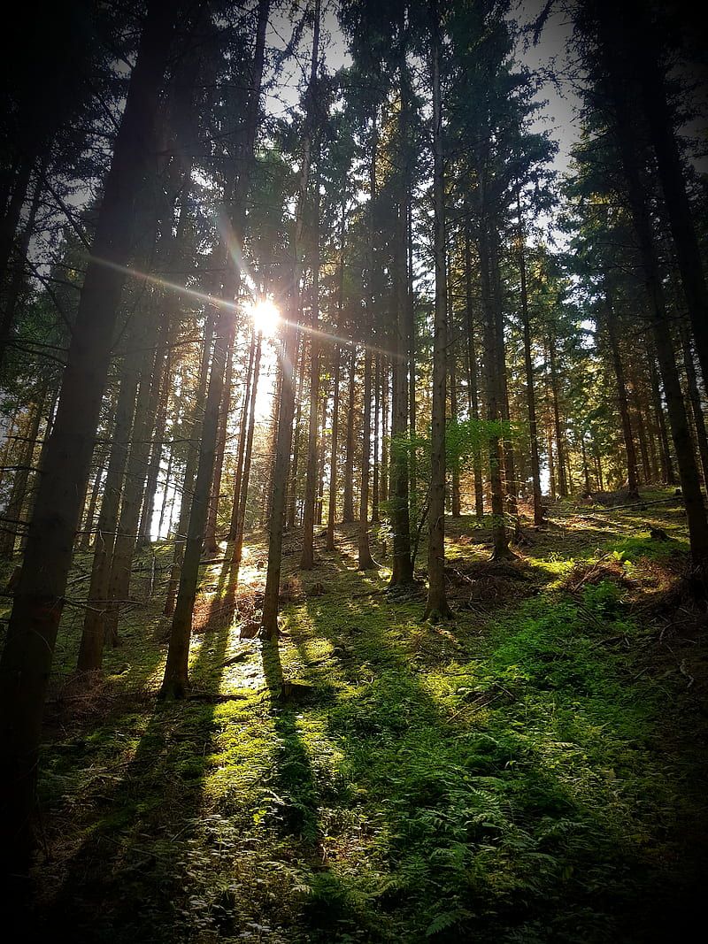 Wald, Sonnenstrahlen, Bäume, Gegenlicht, Natur, HD, iPad-Hintergrundbild