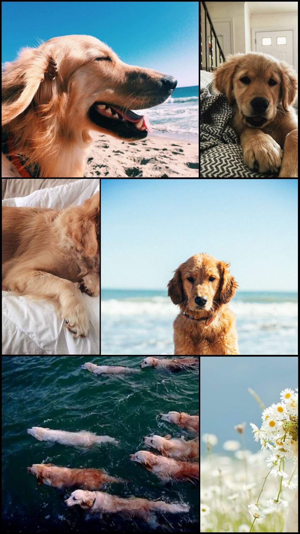 Golden Retriever, Collage, Meer, Koi-Fische, Full HD, Hintergrundbild fürs Handy