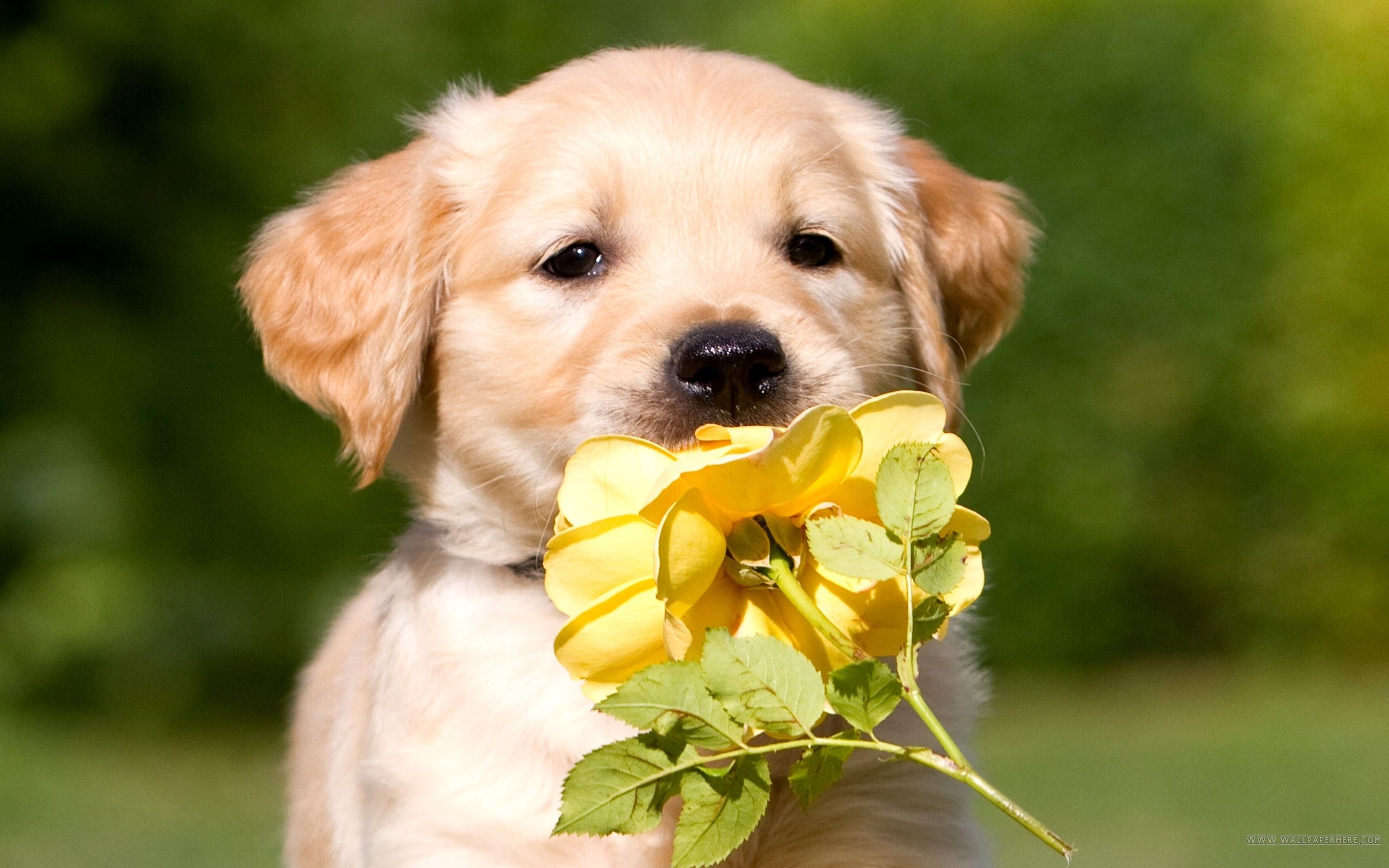 Golden Retriever, Welpe, Gelbe Blume, Wiese, Niedlich, 16:10, 2K-Hintergrundbild für den Desktop
