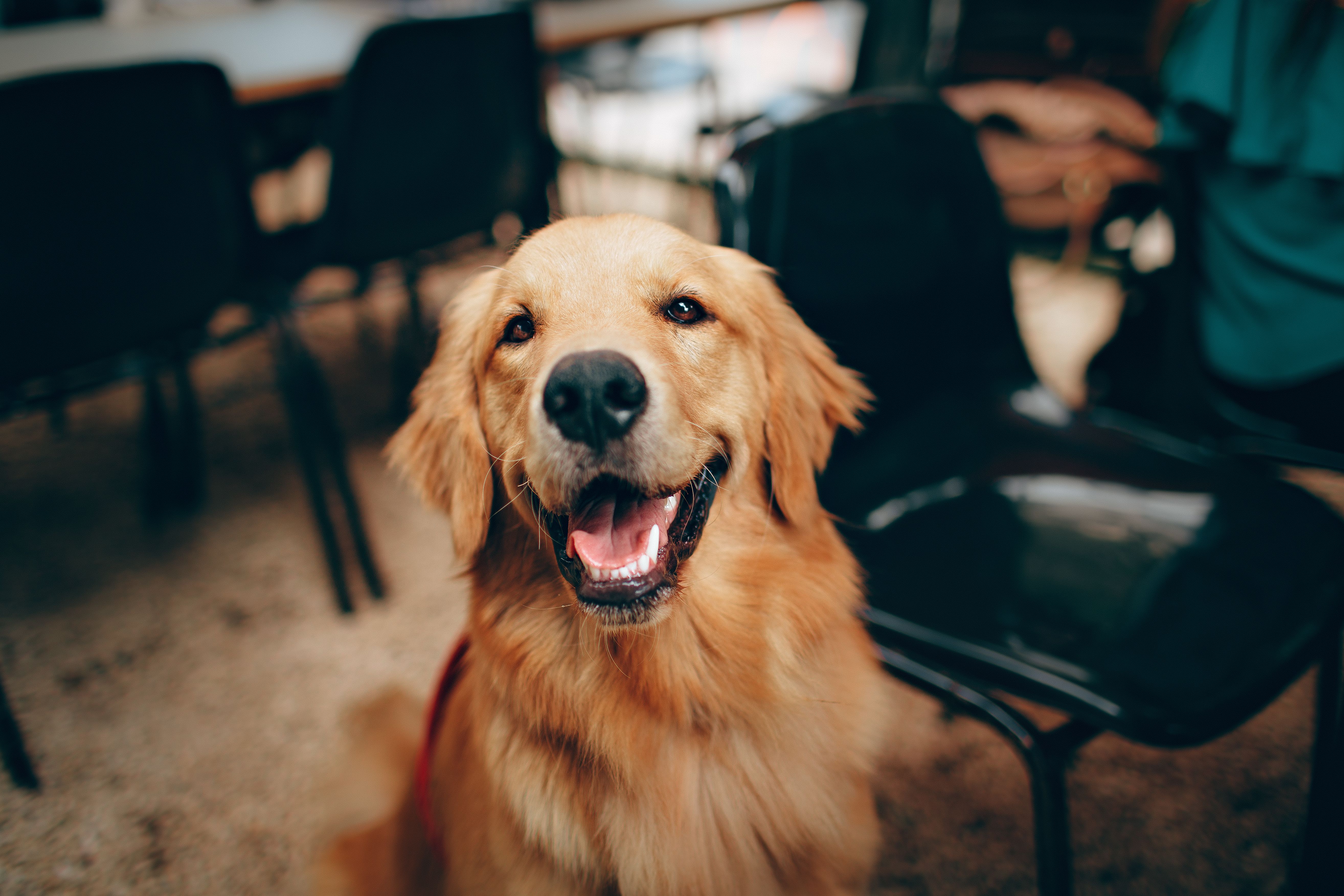 Golden Retriever, Lächeln, Café, Porträt, 5K, Desktop-Hintergrund für Windows