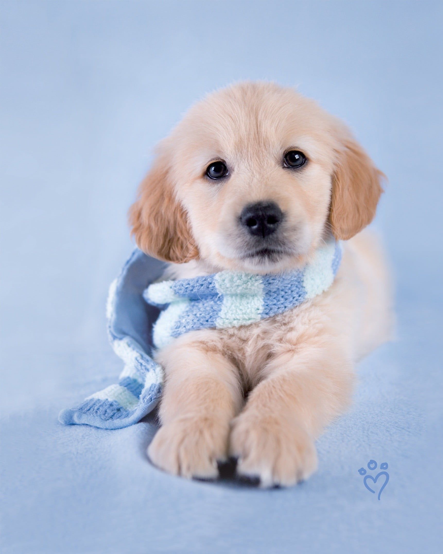 Golden Retriever, Welpe, Schal, Hellblau Hintergrund, Niedlich, QHD+ Wallpaper