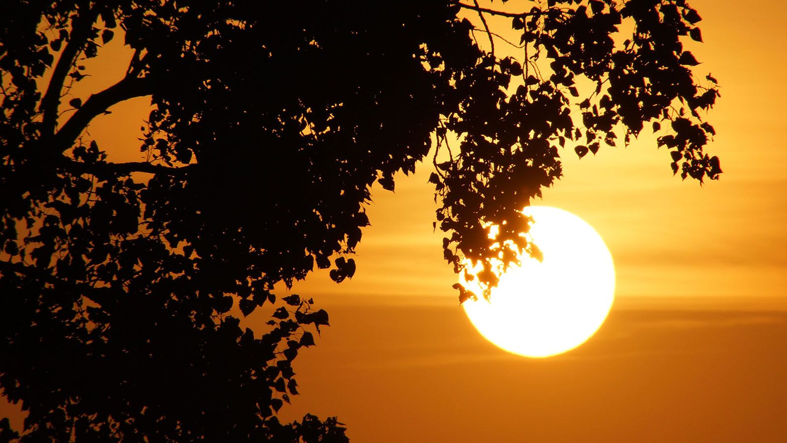 Sonnenuntergang, Silhouette, Baum, Große Sonne, Orange, HD, Hintergrund für den Desktop