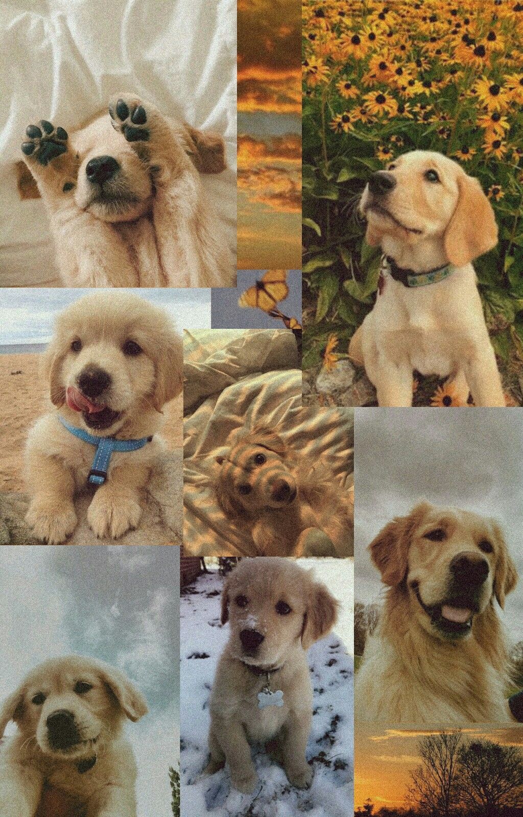 Golden Retriever, Collage, Sonnenblumen, Welpen, HD, Handy-Hintergrund im Hochformat