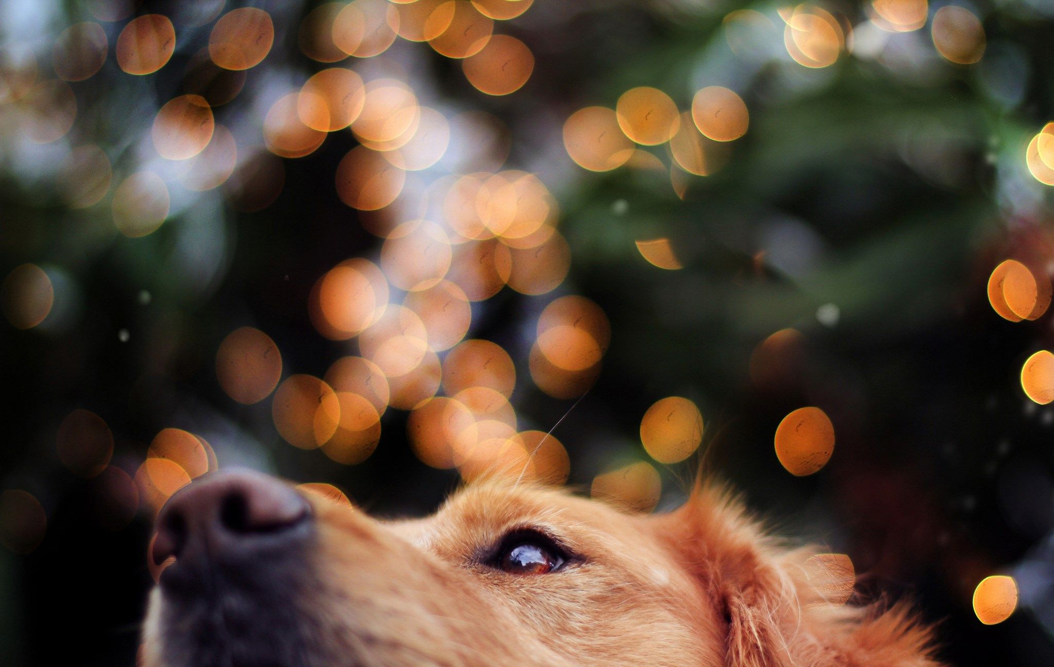Golden Retriever, Bokeh, Lichter, Nahaufnahme, Full HD, Desktop-Hintergrund für Windows