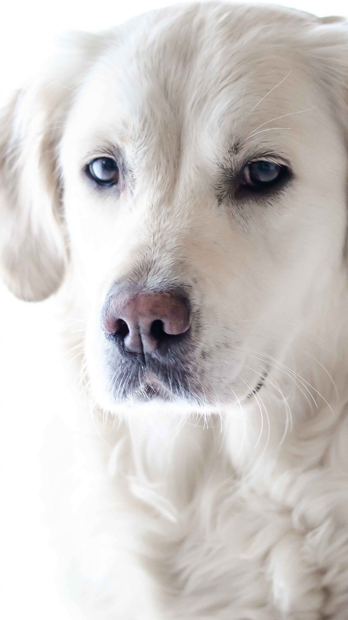 Golden Retriever, Weißer Hintergrund, Porträt, Heller Hund, Sperrbildschirm fürs iPhone
