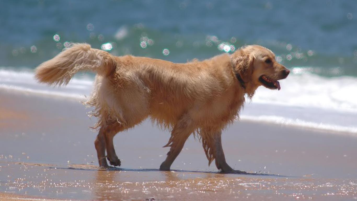 Golden Retriever, Strand, Meer, Laufen, HD, Hintergrundbild für den PC