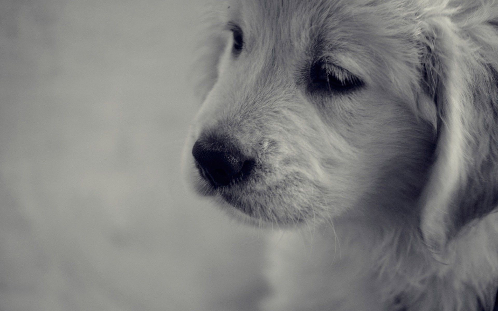 Golden Retriever, Welpe, Schwarz-Weiß, Profil, 16:10, Full-HD-Hintergrundbild für den Desktop