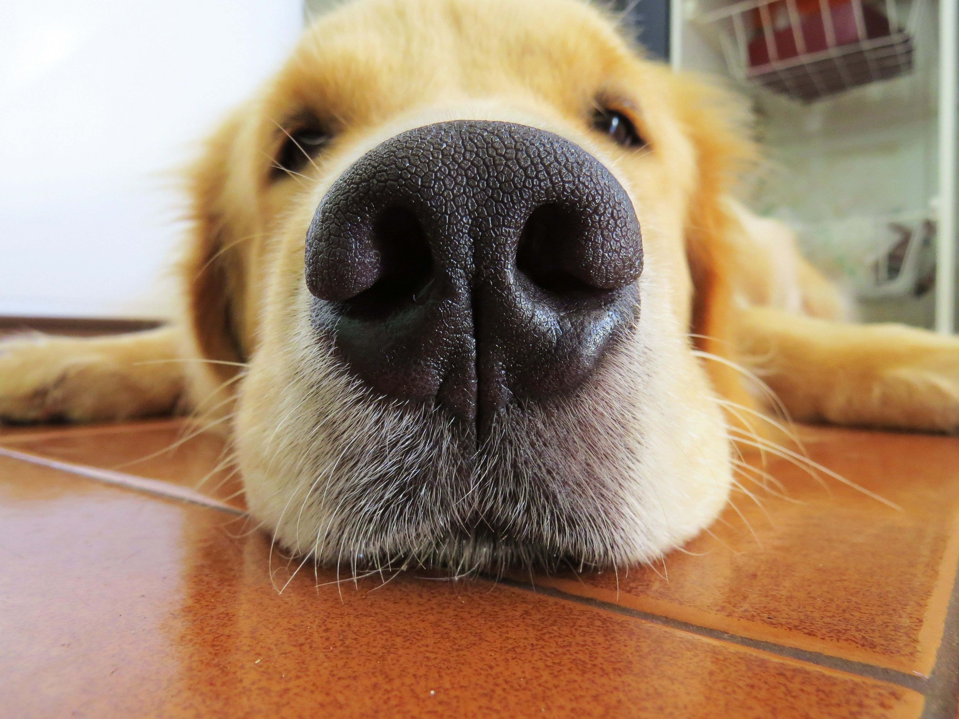 Golden Retriever, Hundenase, Nahaufnahme, Lustig, 4K, iPad-Hintergrundbild