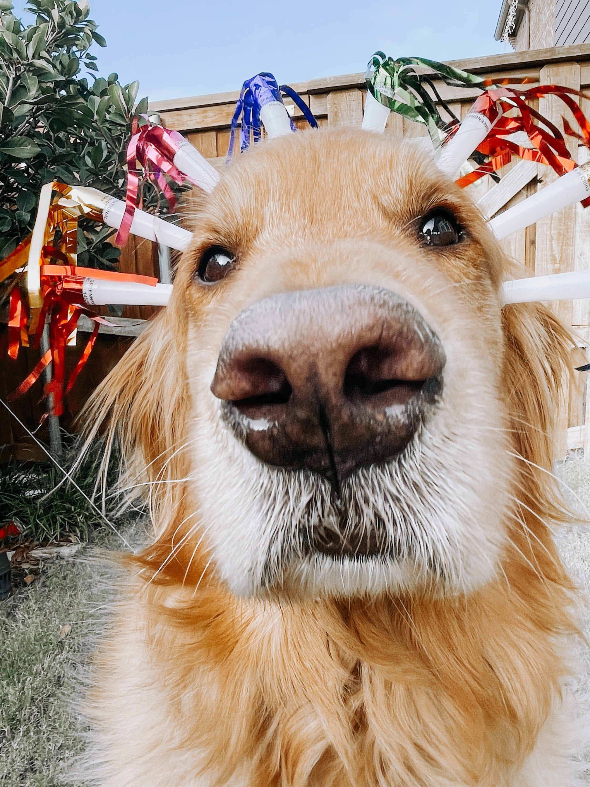 Golden Retriever, Hundenase, Lametta, Lustig, Weitwinkel, QHD+, iPad-Hintergrundbild