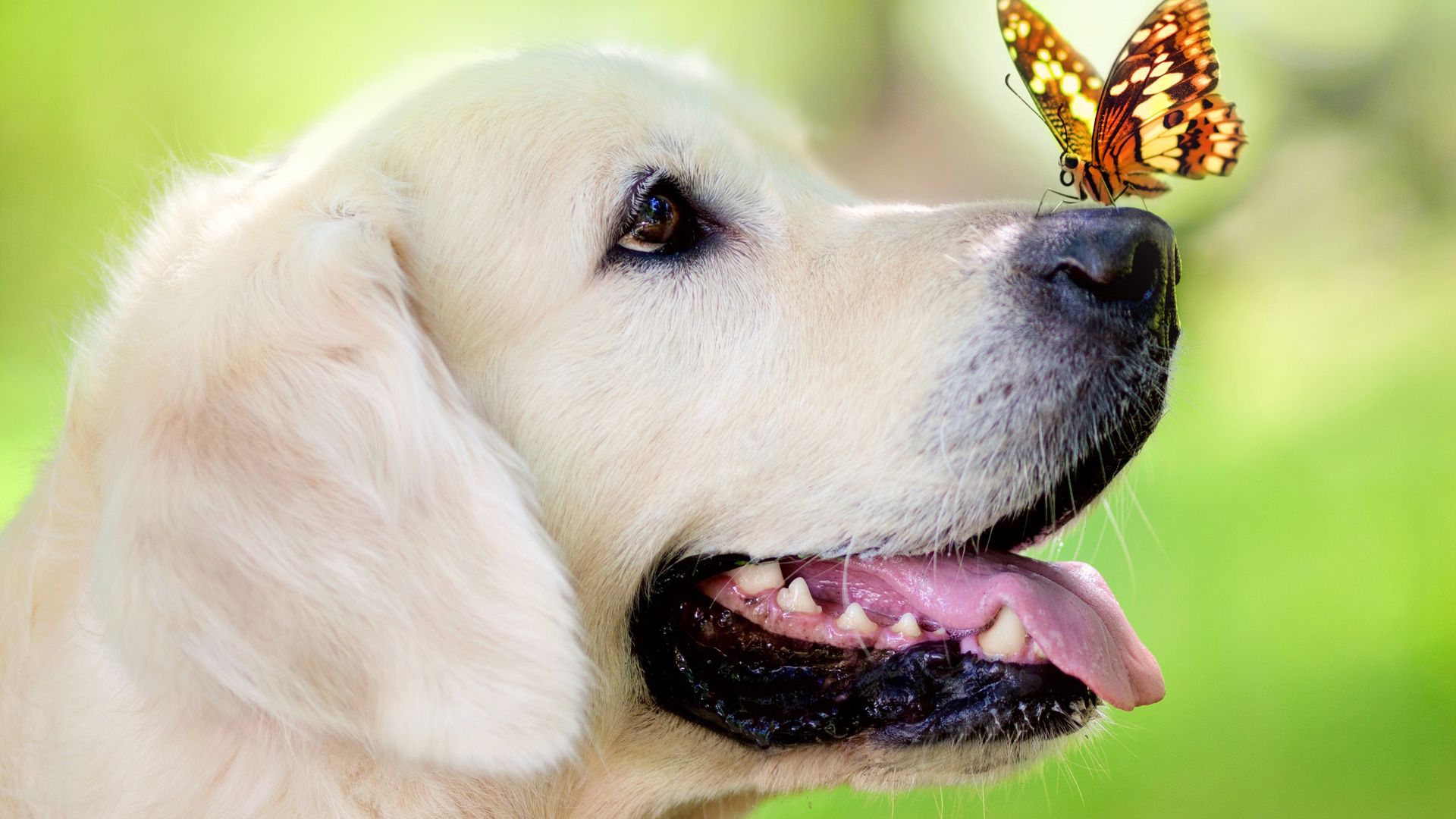 Golden Retriever, Schmetterling, Grüner Hintergrund, Profil, Full HD Wallpaper