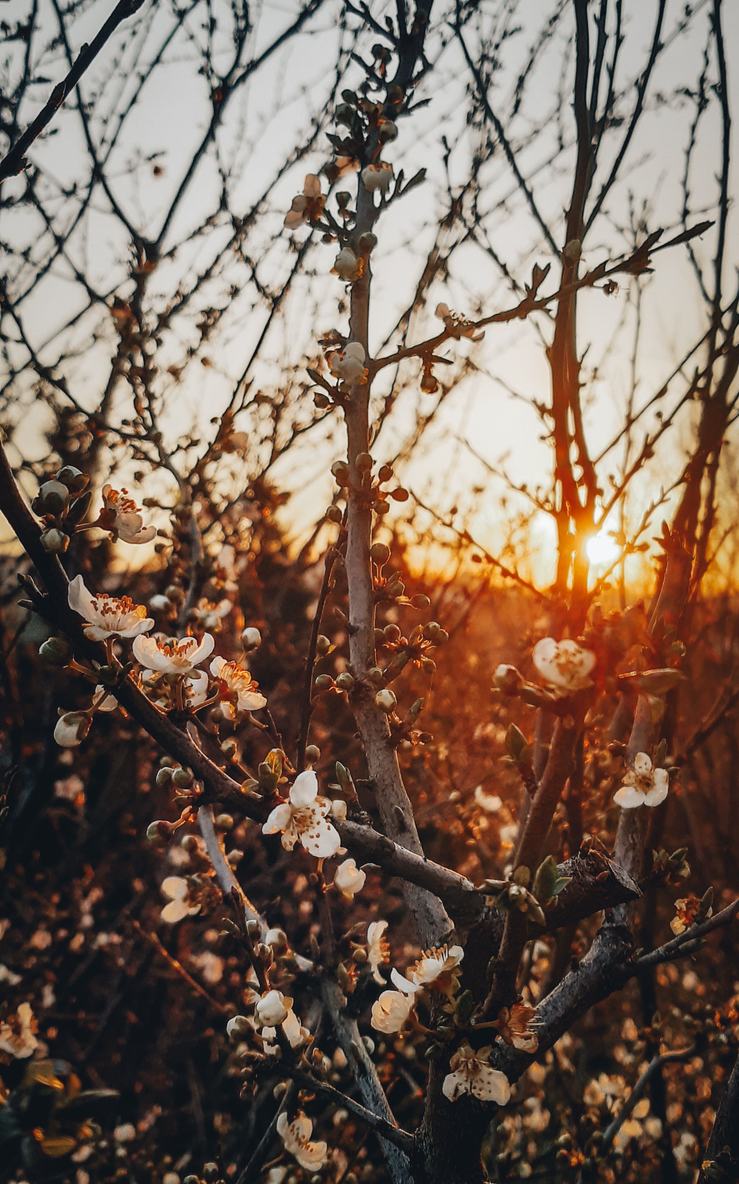 Zweige, Blüten, Gegenlicht, Sonnenuntergang, Frühling, QHD+, Hintergrundbild fürs Handy