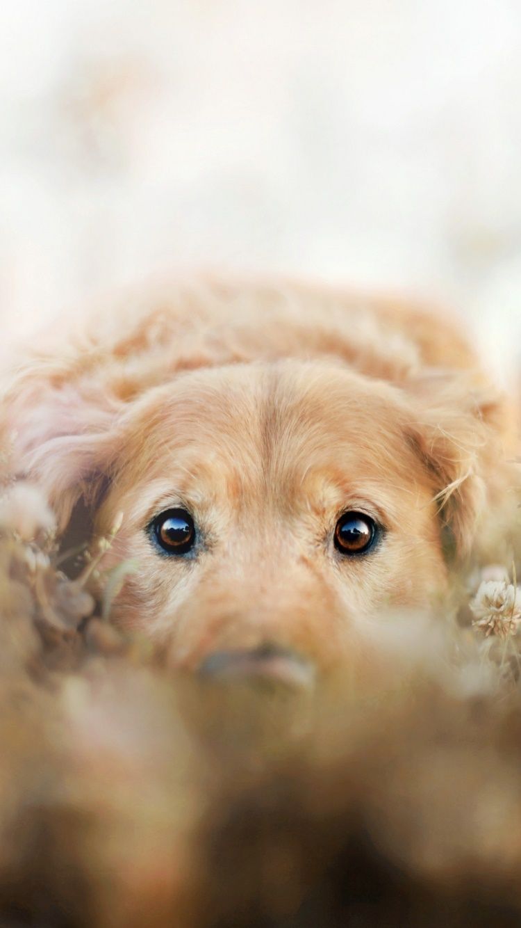 Golden Retriever, Welpe, Unschärfe, Treuer Blick, HD, Sperrbildschirm fürs iPhone