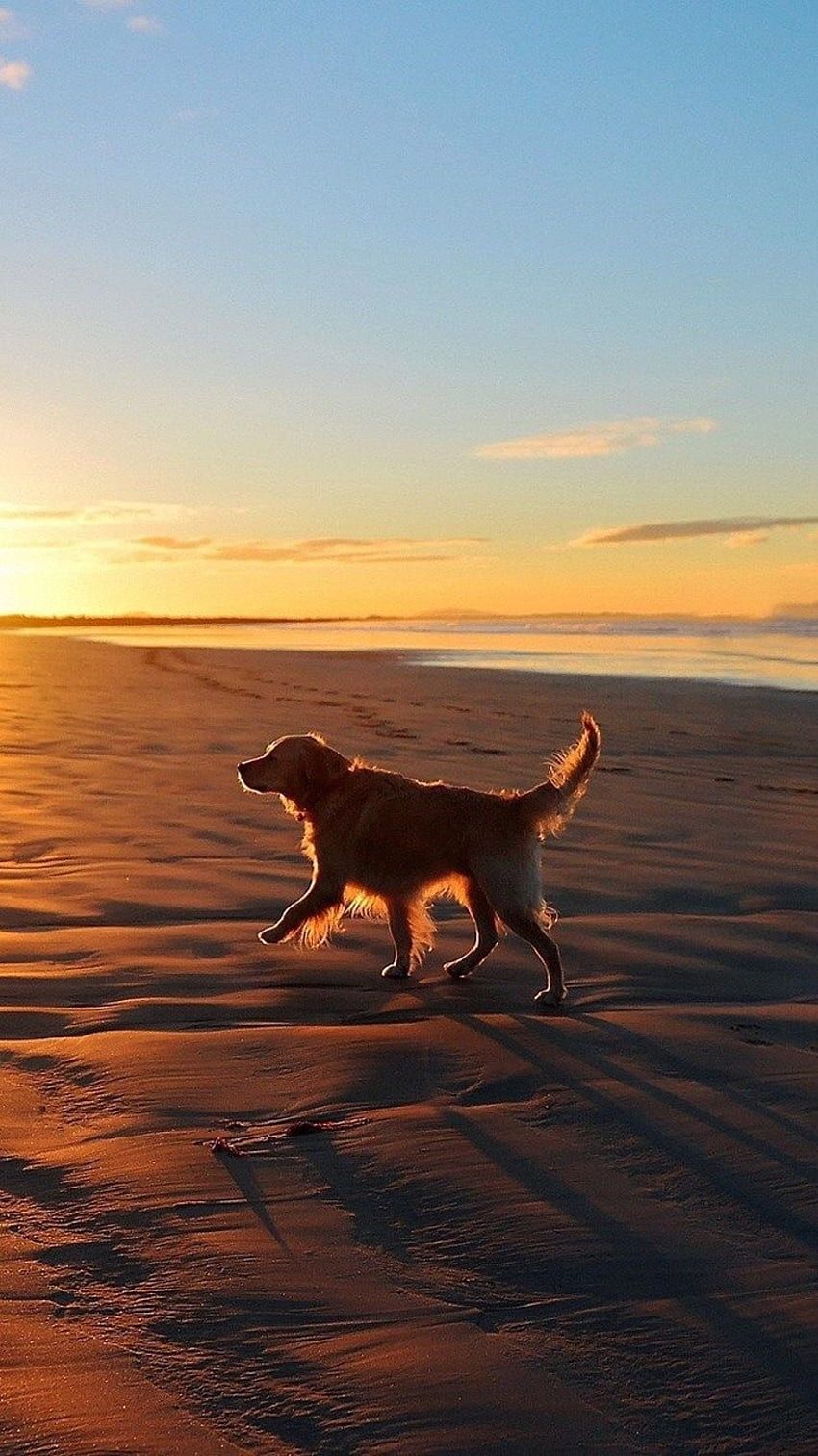 Golden Retriever, Strand, Sonnenuntergang, Silhouette, HD, Hintergrundbild fürs Handy
