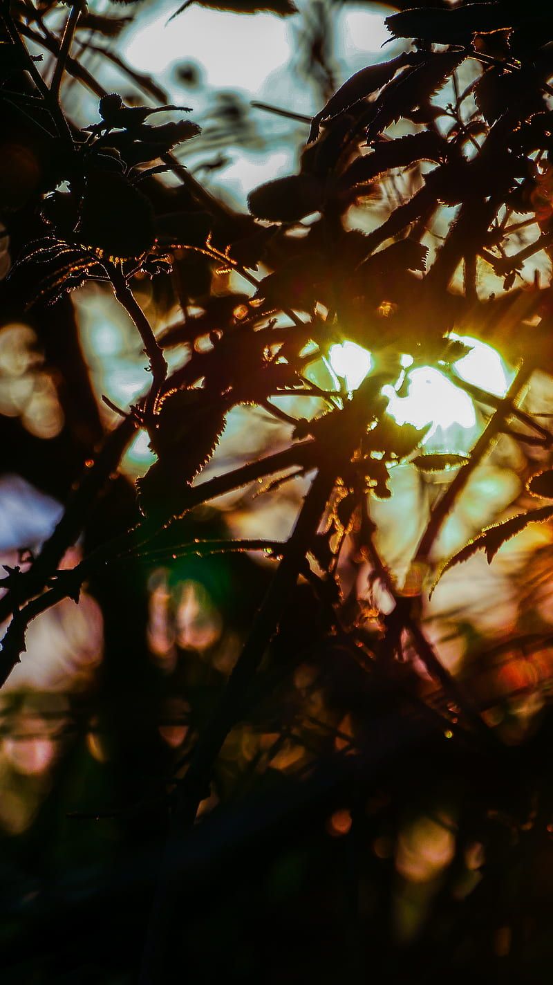 Blätter, Gegenlicht, Sonnenuntergang, Bokeh, Silhouette, HD, iPhone-Hintergrundbild
