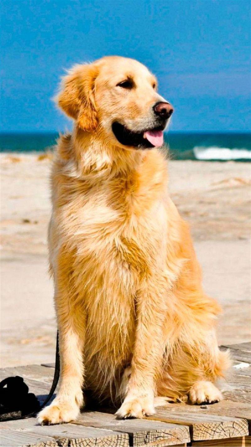 Golden Retriever, Strand, Blauer Himmel, Sitzend, Hochformat, Hintergrundbild fürs Smartphone