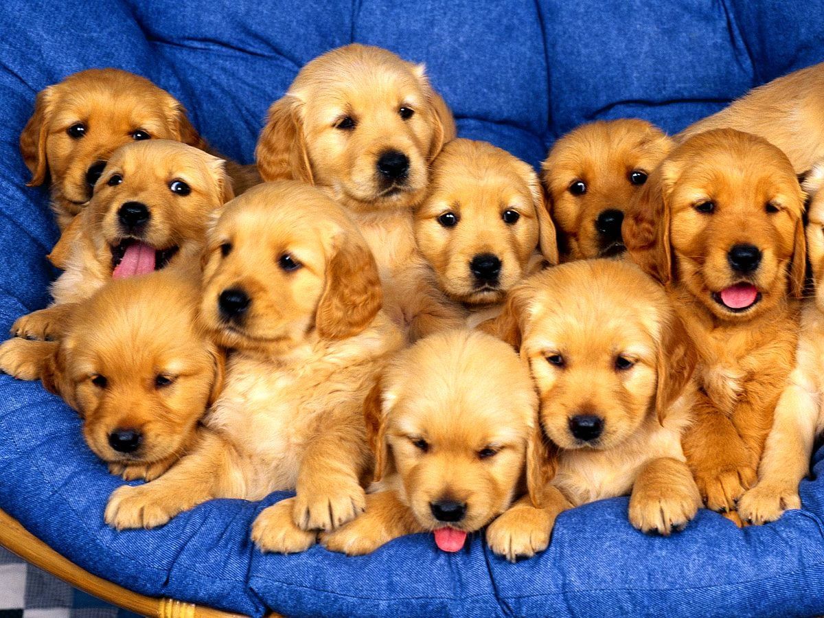 Golden Retriever, Welpen, Wurf, Blaues Kissen, Niedlich, Hintergrundbild fürs iPad