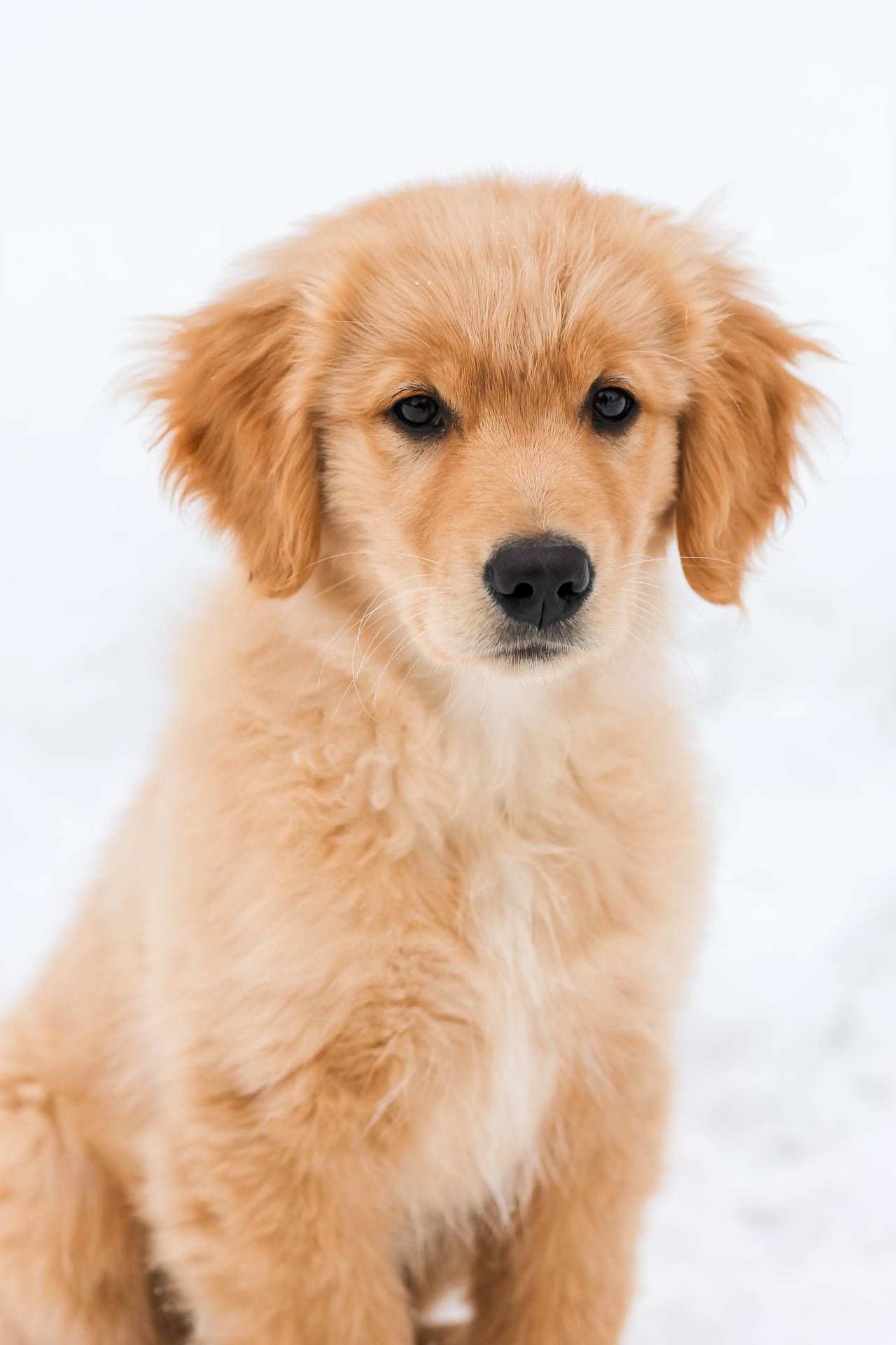 Golden Retriever, Welpe, Weiß Hintergrund, Sitzend, Full HD, Sperrbildschirm fürs iPhone