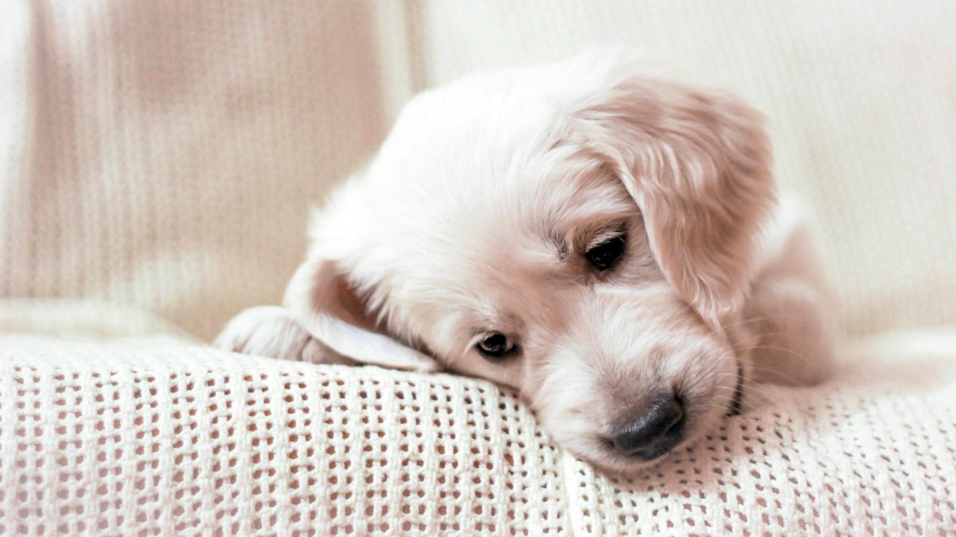 Golden Retriever, Welpe, Strickdecke, Schläfrig, Pastell, Full-HD-Hintergrundbild für PC