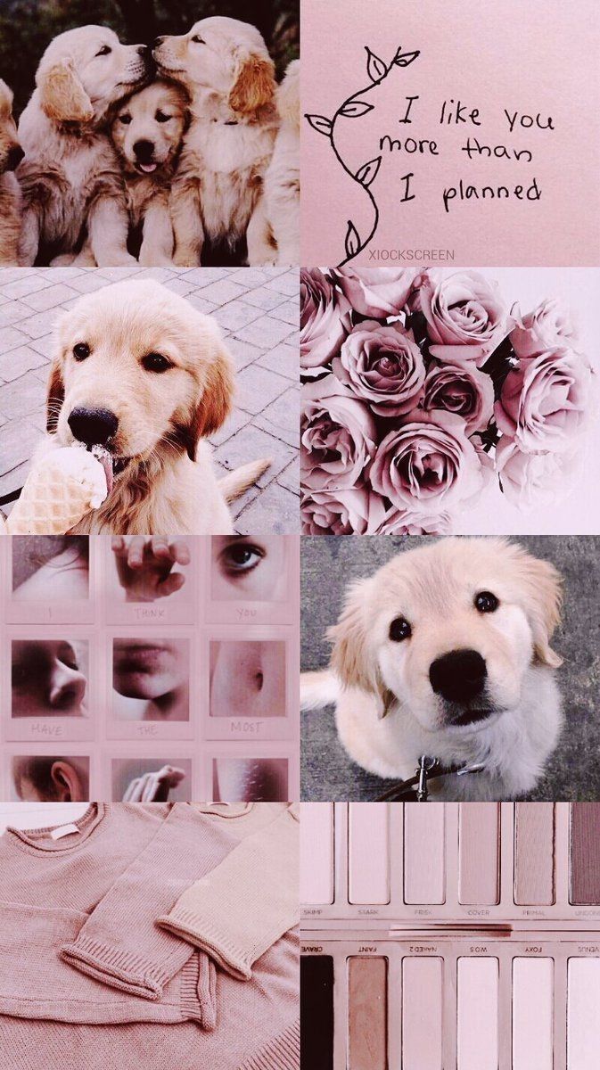 Golden Retriever, Collage, Rosa, Rosen, Ästhetik, Hintergrundbild für iPhone und Android