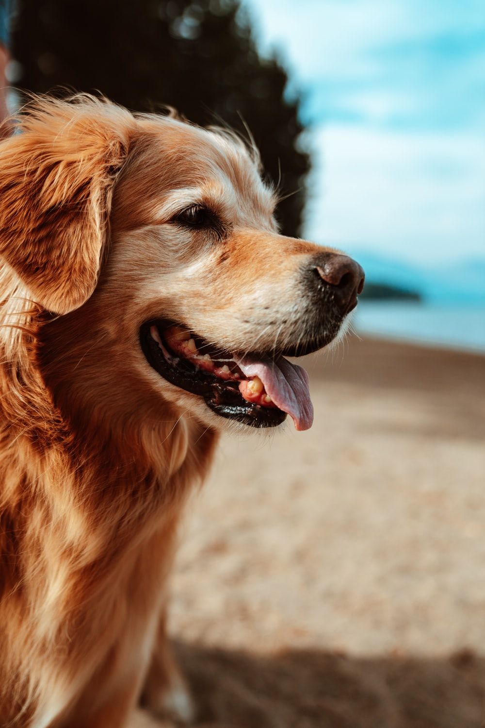 Golden Retriever, Strand, Profil, Sommer, HD, Hintergrundbild fürs Tablet