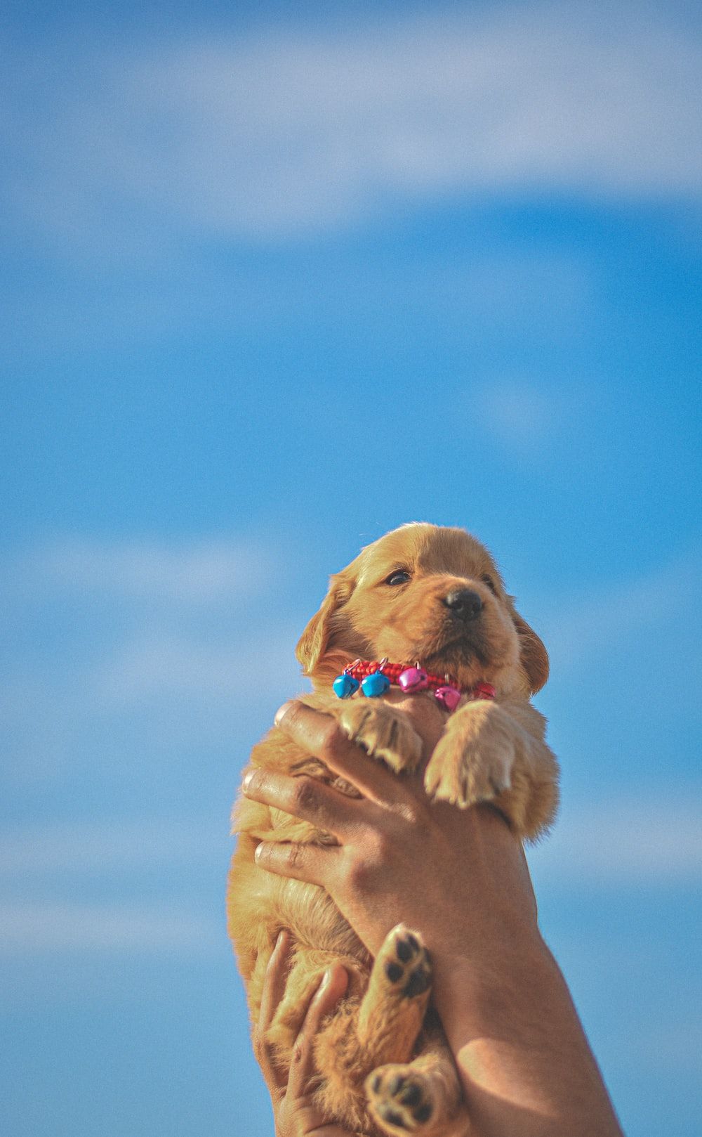 Golden Retriever, Welpe, Blauer Himmel, Hände, HD, Handy-Hintergrund im Hochformat