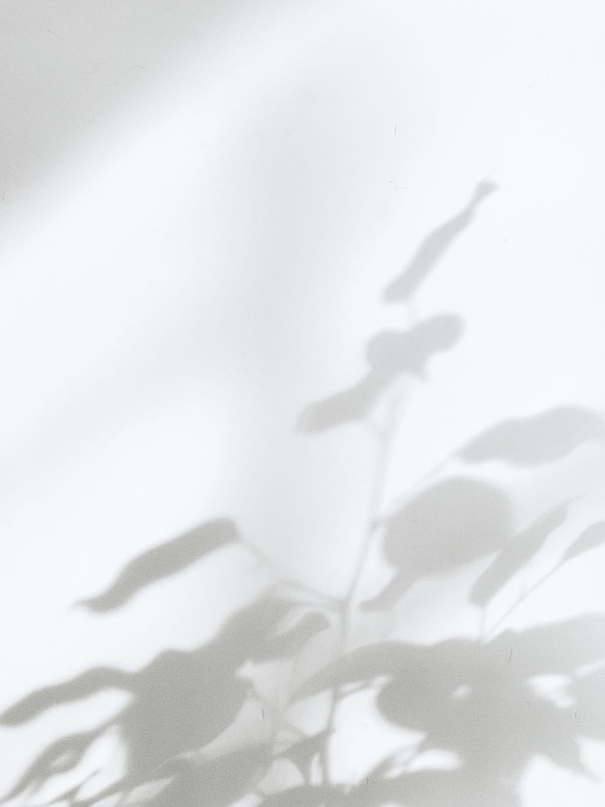 Pflanzenschatten, Licht, Weiß, Minimalistisch, HD, iPad-Hintergrundbild