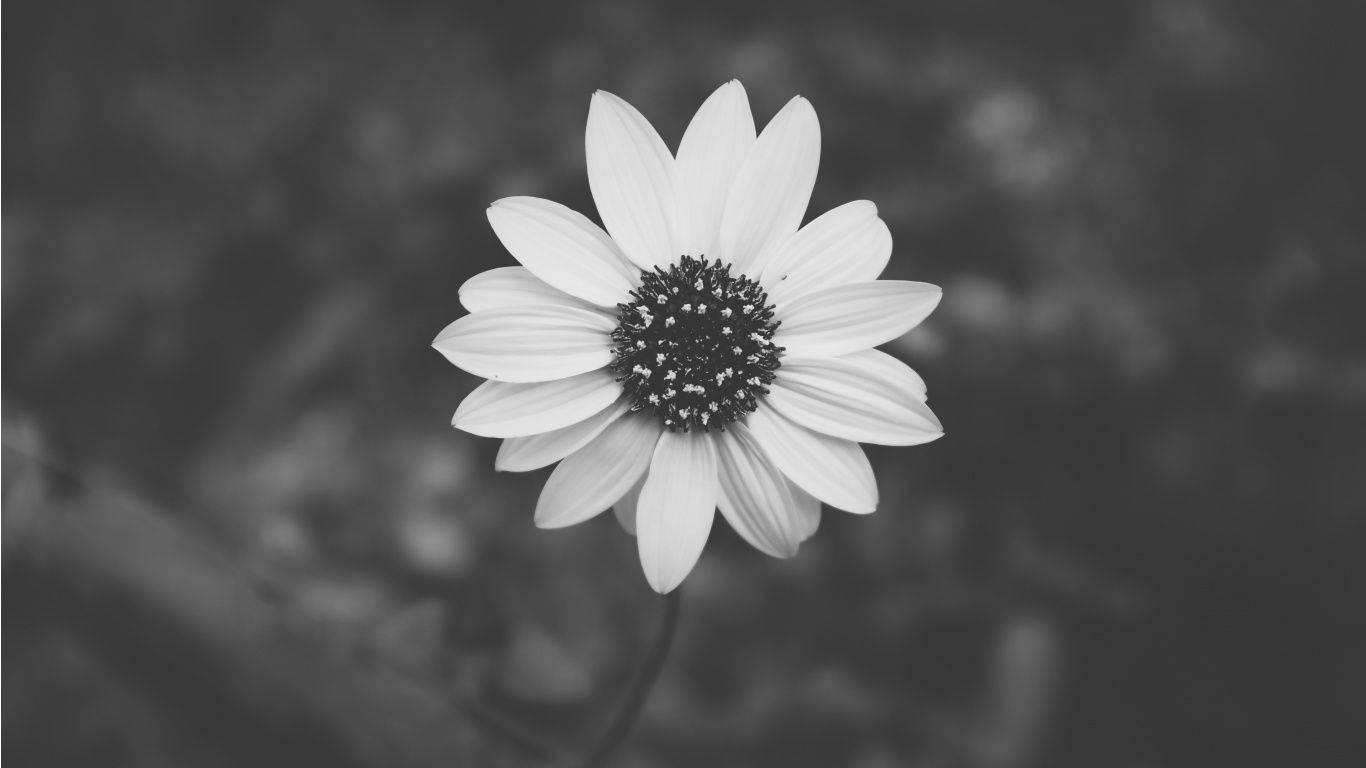 Gänseblümchen, Schwarz-Weiß, Nahaufnahme, Blüte, 16:9, HD-Hintergrundbild für den Desktop