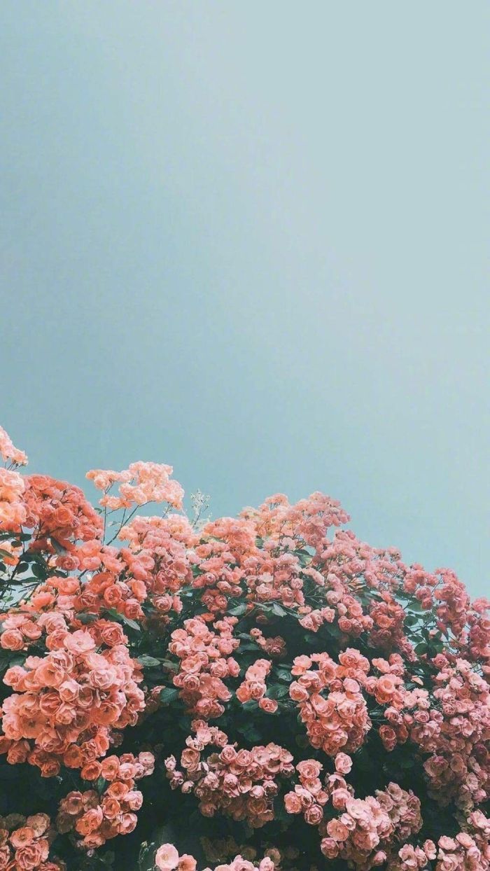 Rosa Blüten, Blühender Strauch, Türkiser Himmel, Hintergrundbild für iPhone und Android