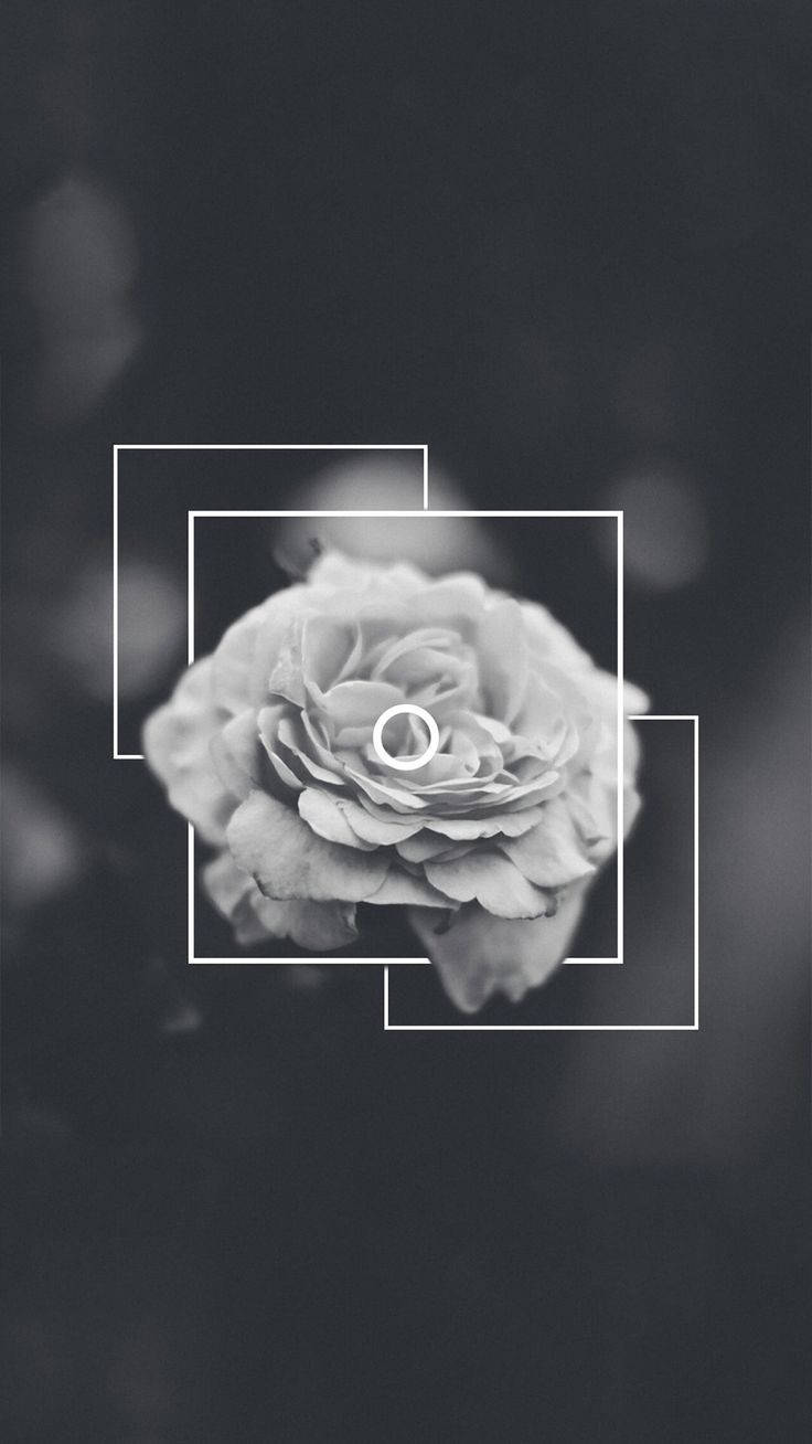 Rose, Rahmen, Schwarz-Weiß, Dunkelgrau, HD, Hintergrundbild fürs Handy
