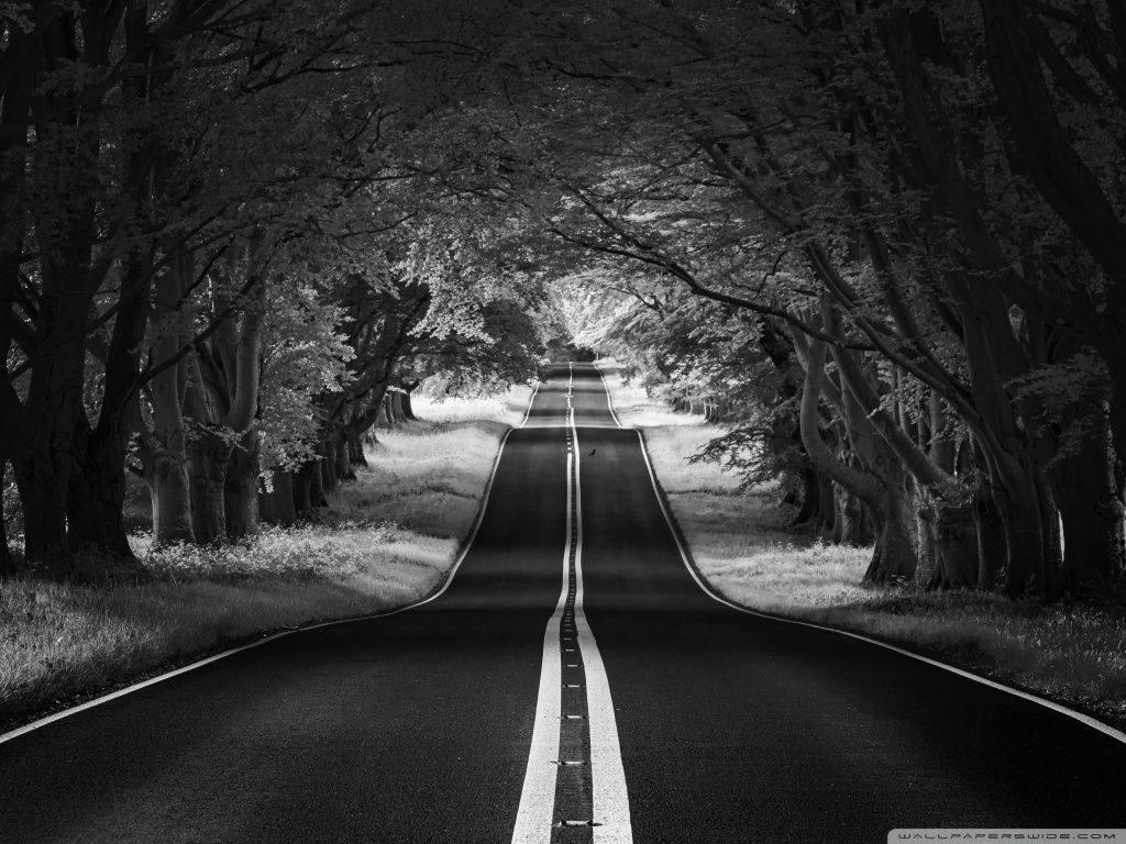 Allee, Straße, Bäume, Schwarz-Weiß, Tunnel aus Bäumen, Hintergrundbild für iPad und Tablet