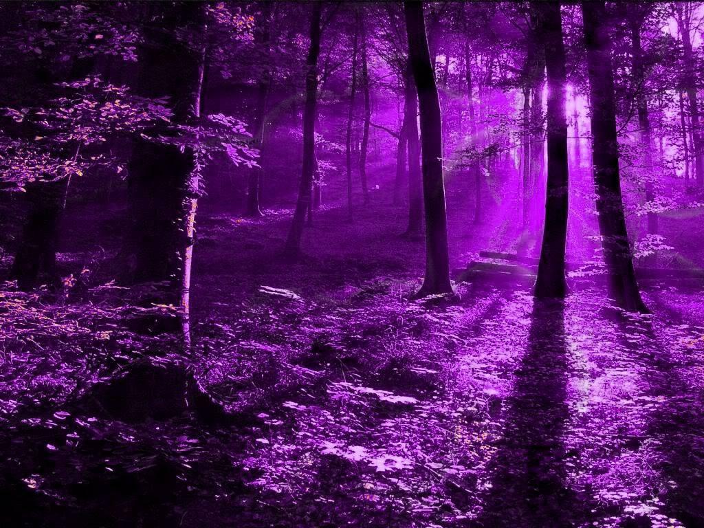 Wald, Lila, Bäume, Lichtstrahlen, Mystisch, Hintergrundbild für iPad und Tablet