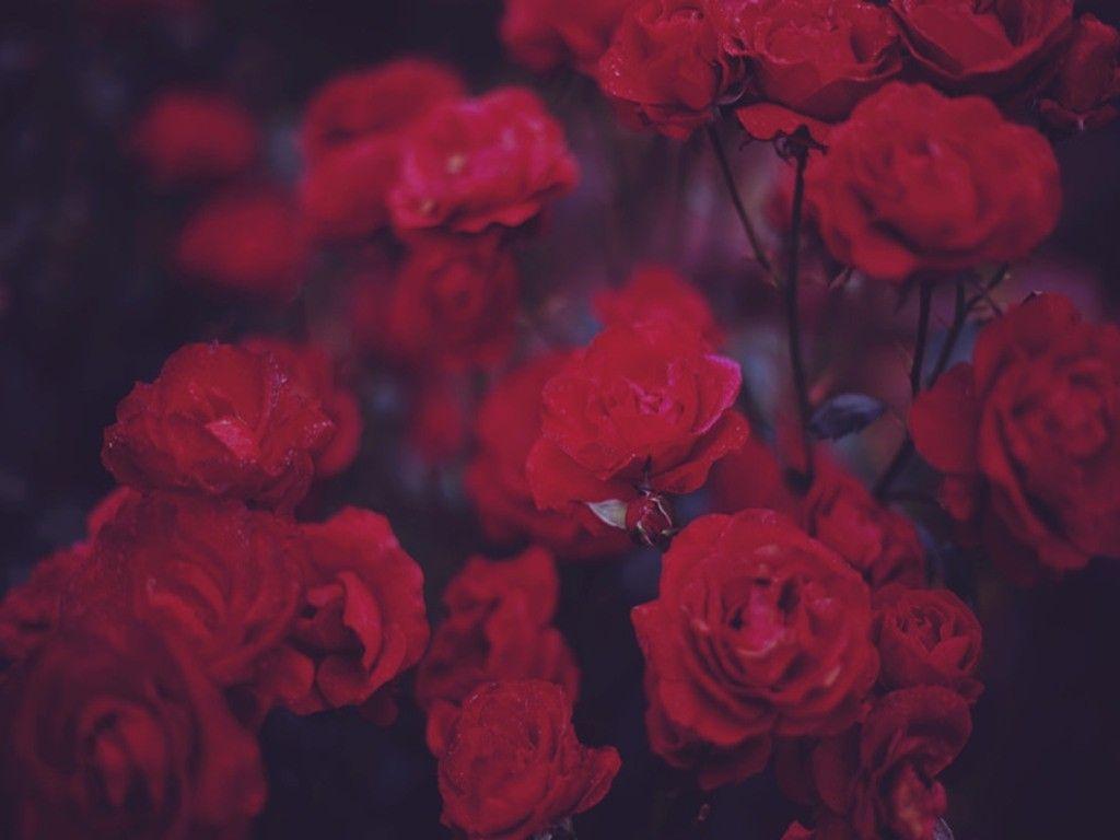 Rosen, Rote Blumen, Dunkel, Blüten, Nahaufnahme, Hintergrundbild für iPad und Tablet