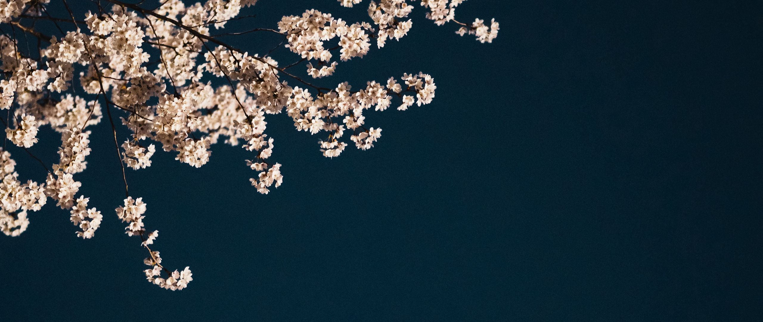 Kirschblüten, Zweig, Dunkelgrün, Minimalistisch, 21:9, 2K-Hintergrundbild für den Desktop