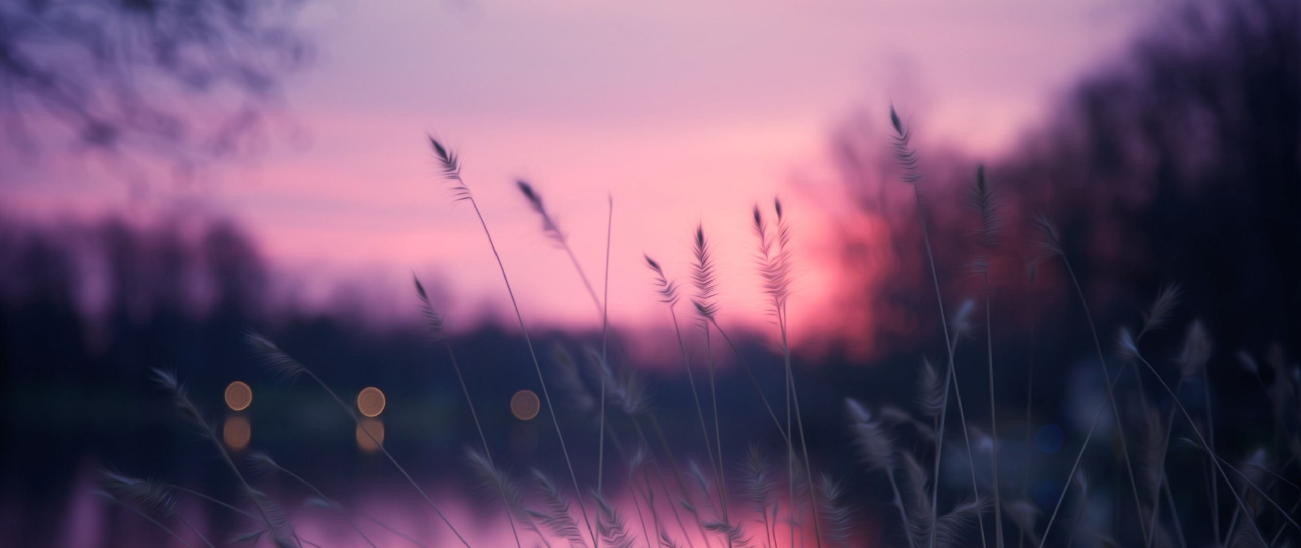 Gräser, Bokeh, Rosa Himmel, Dämmerung, Natur, 2K, Hintergrundbild für den PC