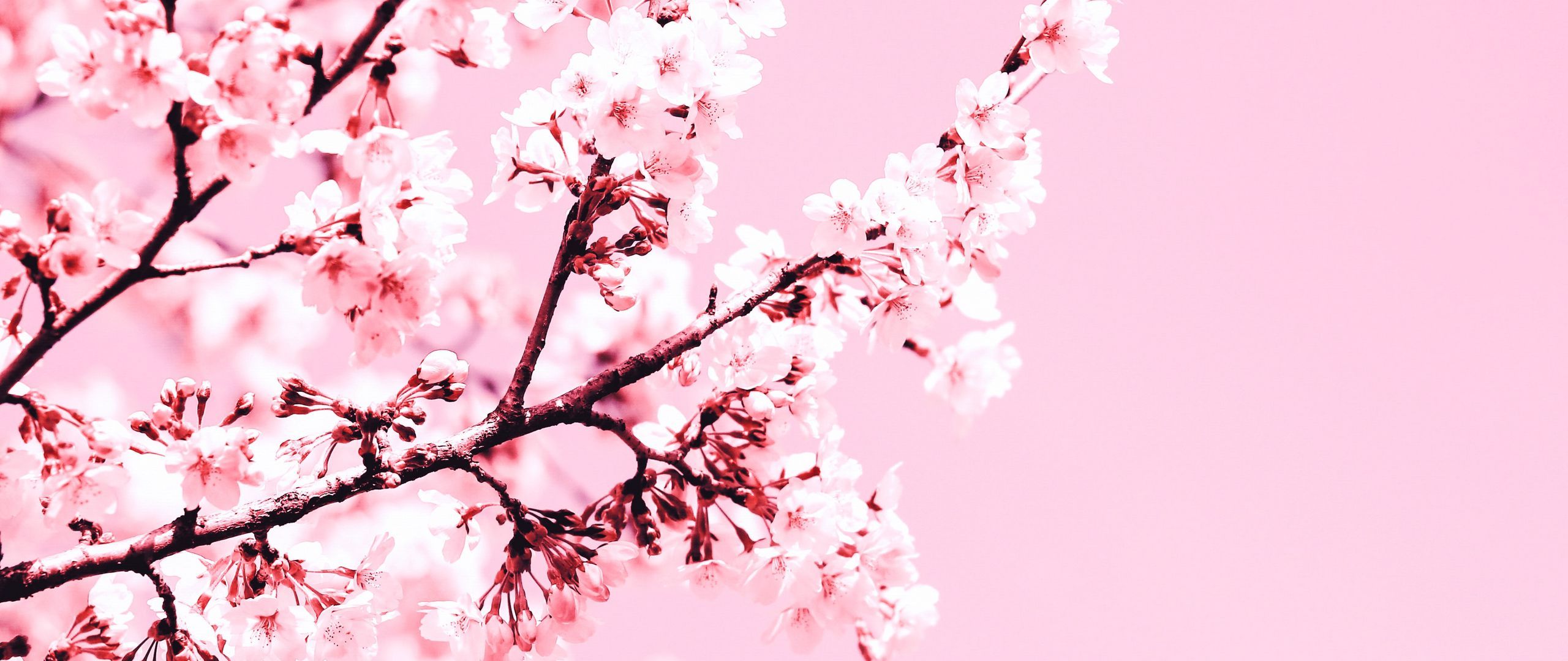 Kirschblüten, Zweig, Rosa, Frühling, Minimalistisch, 21:9, 2K-Hintergrundbild für den Desktop