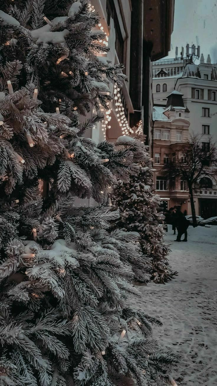 Verschneite Tanne, Straße, Altstadt, Winter, Grau, HD, Handy-Hintergrund im Hochformat