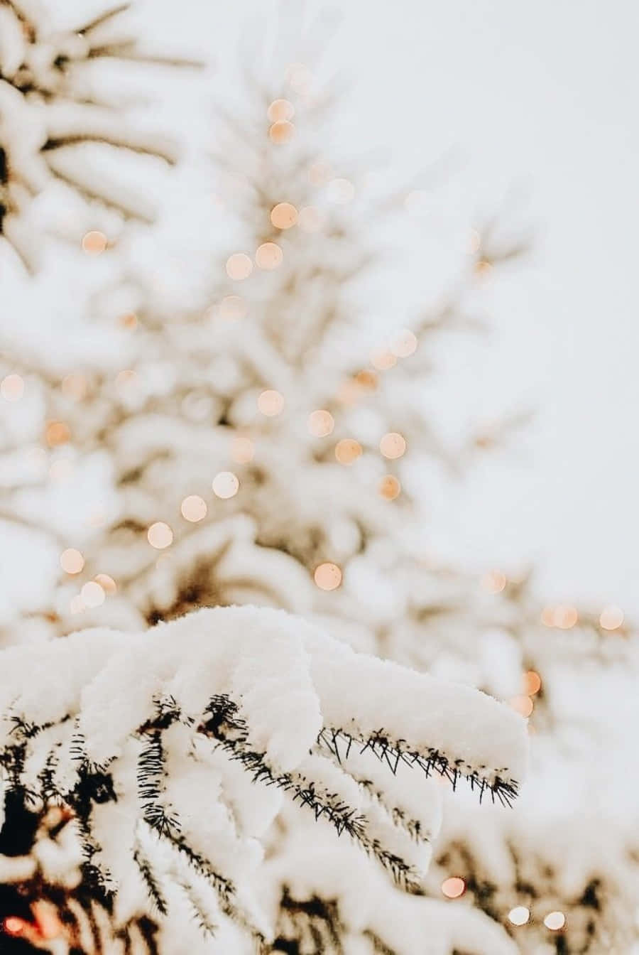 Tannenzweig, Schnee, Weiß, Hell, Winter, HD, iPad-Hintergrundbild