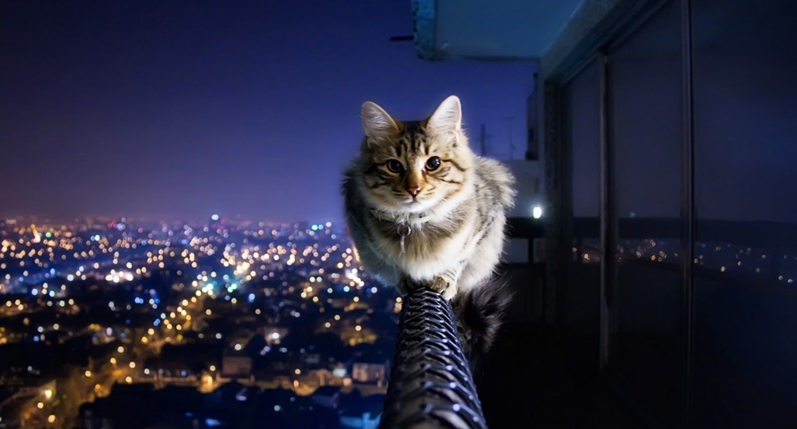 Katze, Stadt bei Nacht, Balkon, Lichter, Tabby-Katze, HD, Hintergrundbild für den PC