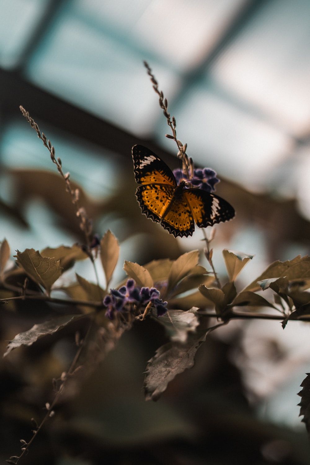 Monarchfalter, Zweig, Herbst, Dunkle Stimmung, Bokeh, HD, Hintergrundbild fürs Handy