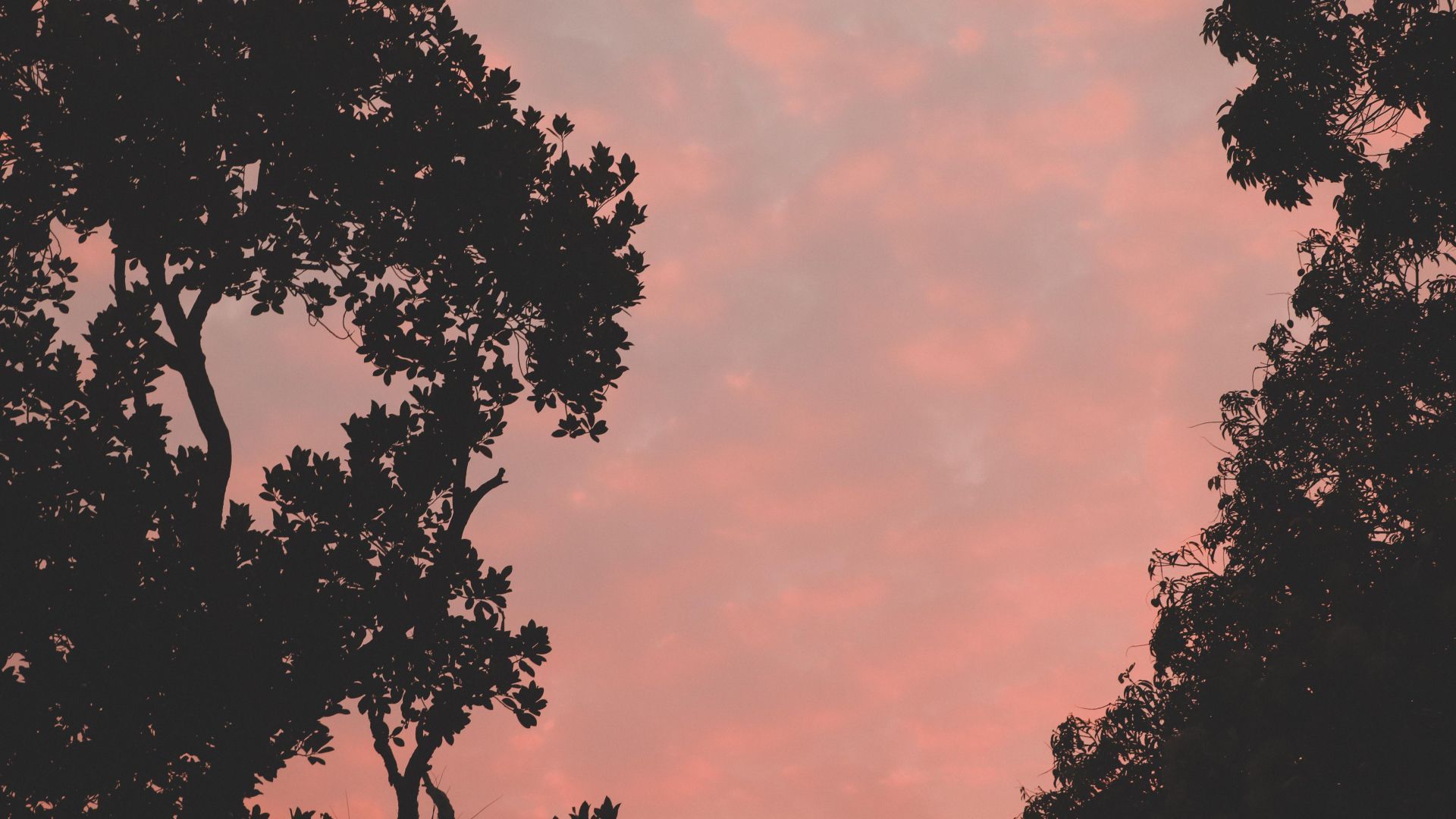 Bäume, Silhouette, Rosa Himmel, Dämmerung, Full HD, Desktop-Hintergrund für Windows