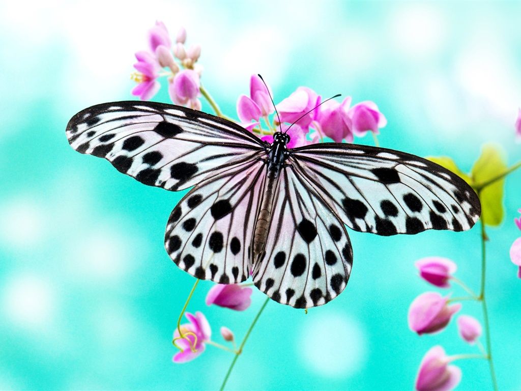 Weiße Baumnymphe, Pinke Blüten, Türkiser Hintergrund, Bokeh, Makro, Wallpaper