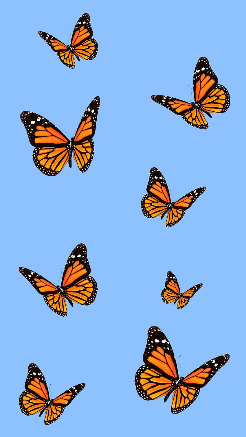 Monarchfalter, Hellblauer Hintergrund, Muster, Orange, Ästhetik, Sperrbildschirm fürs iPhone