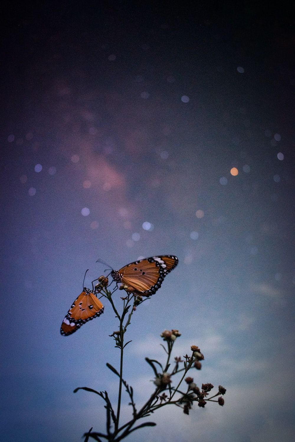 Monarchfalter, Nachthimmel, Sterne, Pflanze, Dunkle Stimmung, Silhouette, HD, Handy-Hintergrund