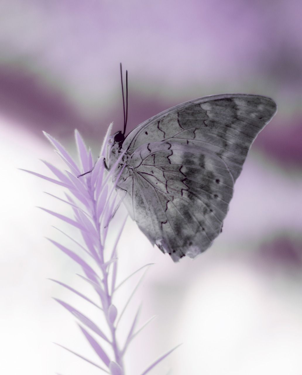 Grauer Schmetterling, Lavendel, Makro, Weichzeichner, HD, iPad-Hintergrundbild