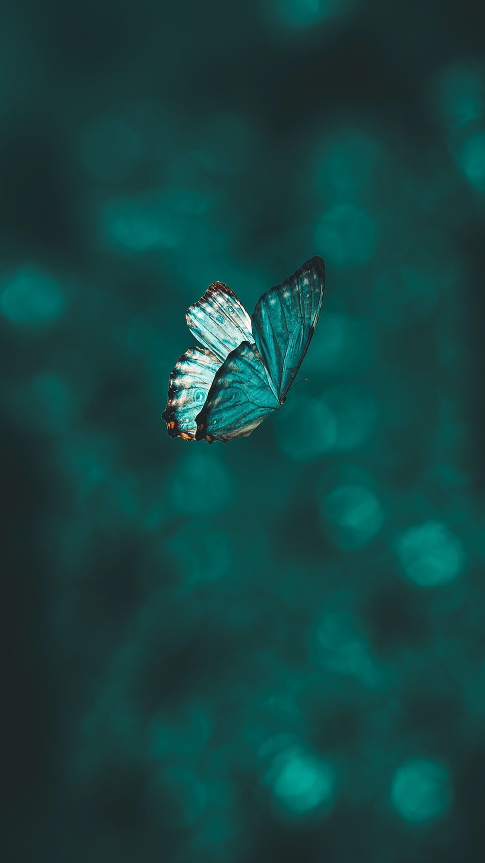Schmetterling, Türkis, Bokeh, Dunkelgrün, Minimalistisch, HD, Handy-Hintergrundbild