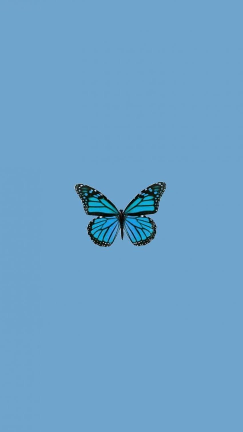 Blauer Schmetterling, Blauer Hintergrund, Minimalismus, Einzelner Falter, Hellblau, Sperrbildschirm