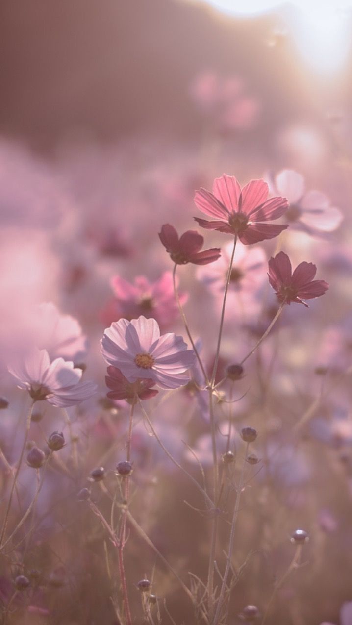 Schmuckkörbchen, Rosa Blüten, Bokeh, Wiese, Hintergrundbild für iPhone und Android