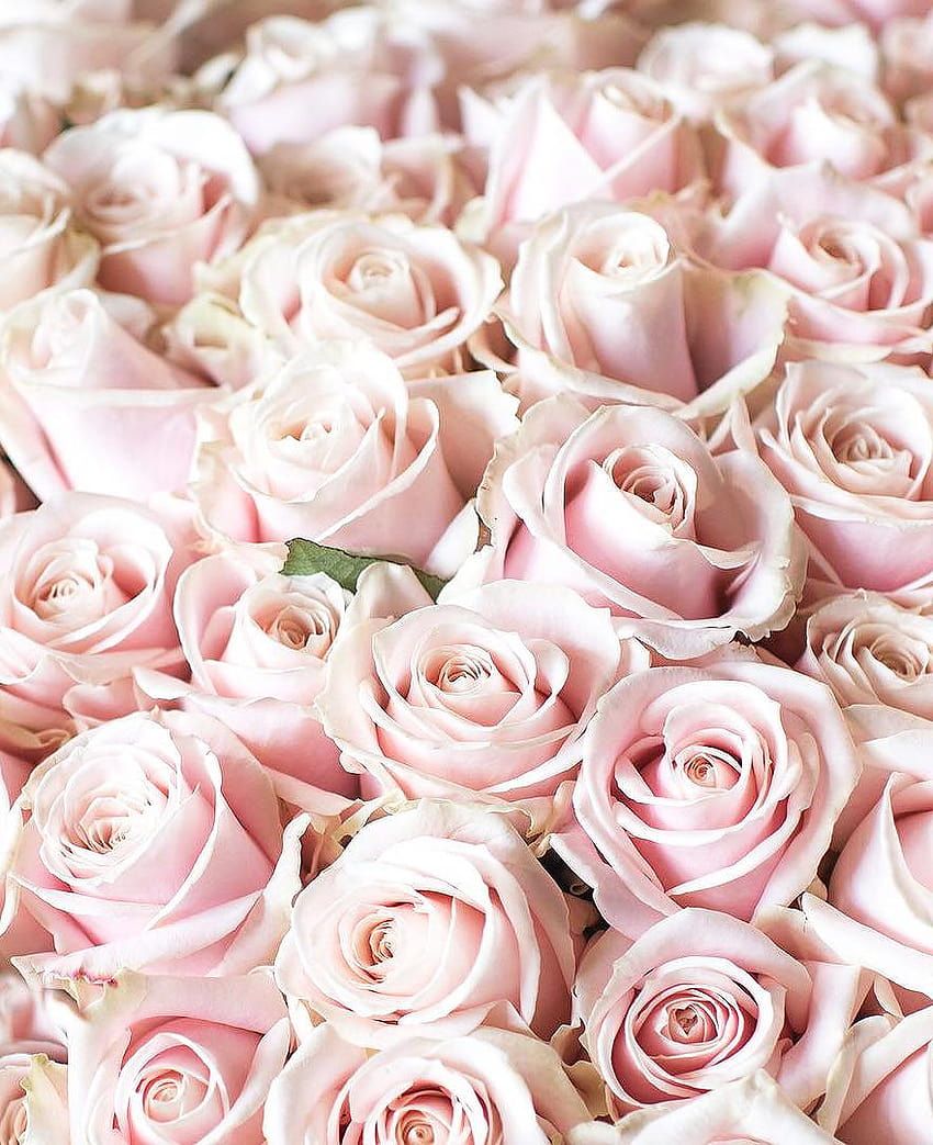 Rosa Rosen, Rosenmeer, Pastellrosa, Draufsicht, HD, Hintergrundbild fürs Tablet