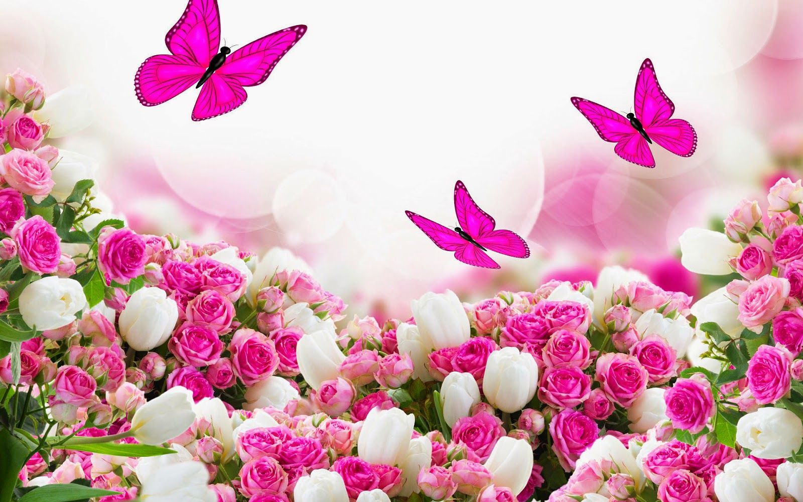 Pinke Schmetterlinge, Rosen, Weiße Tulpen, Bokeh, Pink, HD, Hintergrundbild für den PC