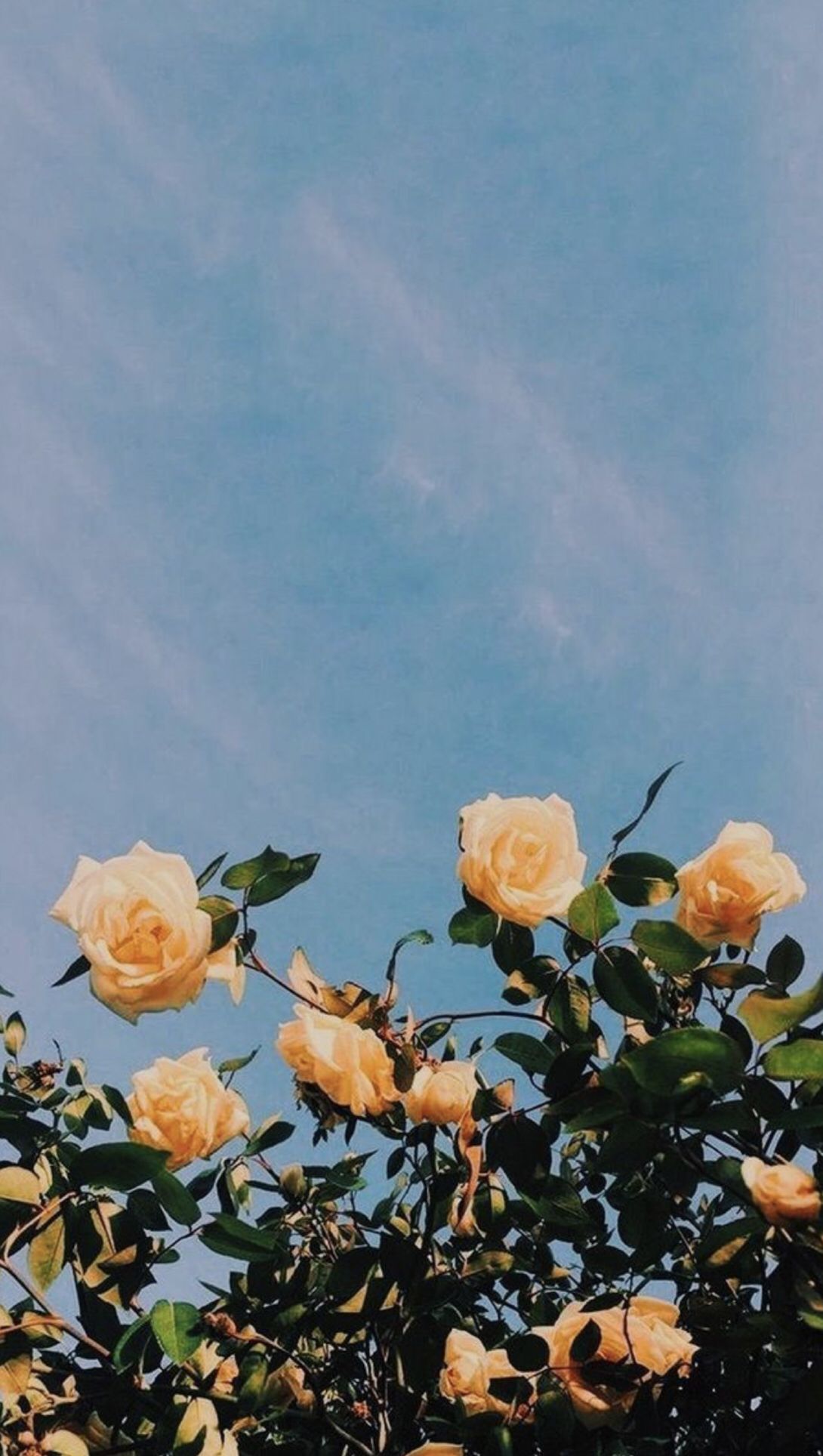 Rosen, Blauer Himmel, Rosenstrauch, Pastellfarben, Full HD, Hintergrundbild fürs Handy